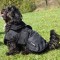 D213  Sydney Reflective Dog Coat